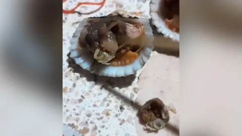 สาวข้องใจ ซื้อ "หอยแครง" จากตลาด แกะเจอตัวประหลาดอยู่ข้างใน