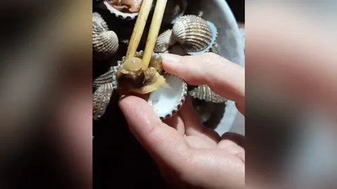 อ.เจษฎา ไขข้อสงสัยคลิปไวรัล ตัวอะไรอยู่ในหอยแครง ยันกินได้