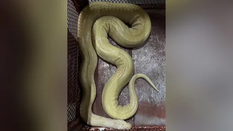 เจ้าของอยู่ไหน ประกาศตามหาเจ้าของ "งูหลาม" ถูกพบในซอยลาดพร้าว 107