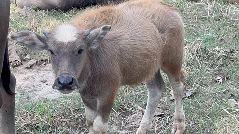 ฮือฮา พบ "พญาควาย" ตรงตามตำรา เจ้าของต้องยกครอบครัวมานอนเฝ้า หวั่นขโมย (คลิป)