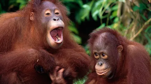 มันเกินไปมั้ย หนุ่มข้องใจสมัครงานไอทีในสวนสัตว์ แต่ถูกเสนอให้ไปเลี้ยงลิงอุรังอุตัง