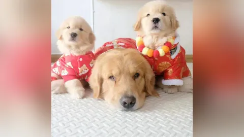 “จุ๊มเหม่งมีอะไร” รู้จักสุนัขอินฟลูฯ ผู้ติดตามกว่า 2.7 ล้าน มีด้อมเป็นของตัวเอง