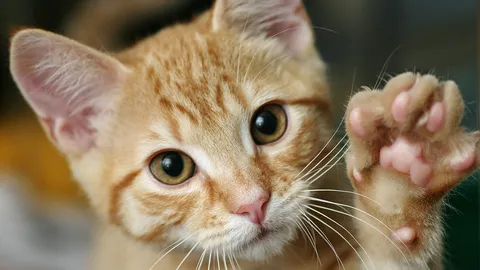 แมวของใครมารับด่วน!