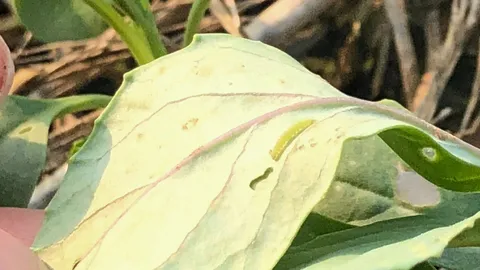 นีมโร ดีโอเอ สยบหนอนใยผัก