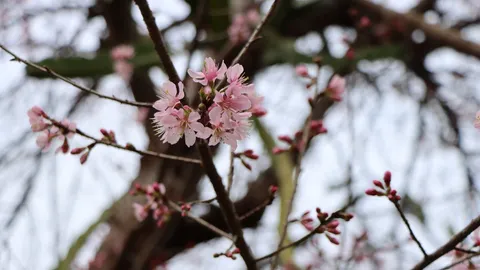 สิ้นสุดการรอคอย ดอกนางพญาเสือโคร่ง ต้นแรกผลิดอกบานแล้วที่ภูหินร่องกล้า (คลิป)