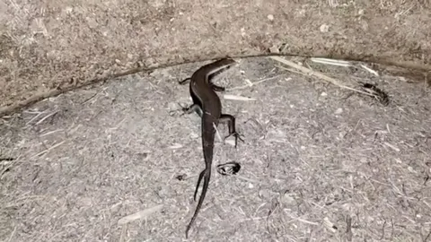 คอหวยส่องเลขเด็ด บนตัวจิ้งเหลน 2 หาง หลังให้โชคมาแล้ว 4 งวด (คลิป)