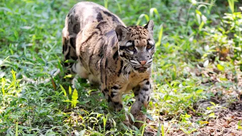 ล็อกดาวน์สวนสัตว์เมืองดัลลัส หลังเสือลายเมฆหลุดจากกรงหายตัวไป