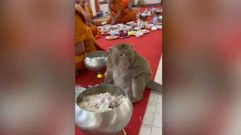 "เจ้าอาวาส" เล่าที่มา "หลวงพ่อจ๋อ" ดาว TikTok ที่ใครเห็นต่างก็เอ็นดู