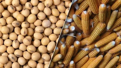 โจทย์ใหญ่คนเลี้ยงหมู