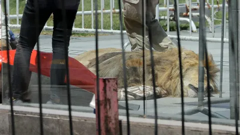 เจ้าของสวนสัตว์ชิลีนำซากสิงโตวางหน้าทำเนียบ ต้านนโยบายบังคับฝังไมโครชิพสัตว์