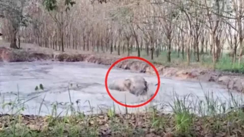 ช้างป่าตกสระ กลางสวนยางที่บุรีรัมย์ จนท.รุดช่วย หลังชูงวงแช่น้ำข้ามคืน (คลิป)