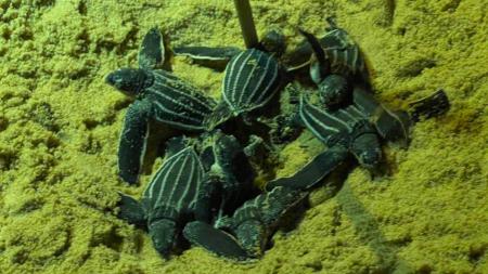 "ลูกเต่ามะเฟือง" ลืมตาดูโลกเป็นรังที่ 2 ของปี เจ้าหน้าที่เฝ้าระวังอย่างใกล้ชิด