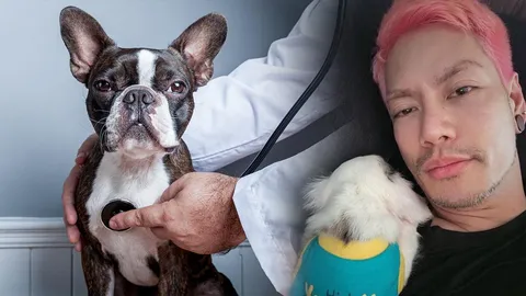 ดราม่าฟาร์มหมา ผสมพันธุ์เลือดชิดจนพิการ หลอกอัปราคา โยนภาระให้คนเลี้ยง