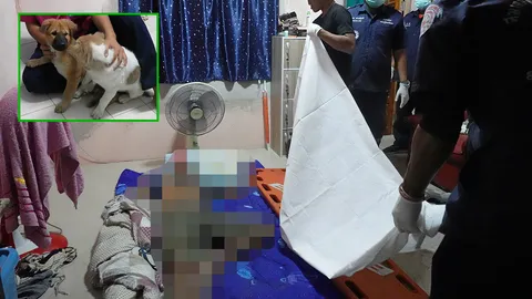 หมากินศพ