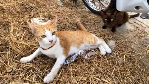 ทาสแมวสะเทือนใจ แจ้งจับลุงข้างบ้าน จับแมวใส่กระสอบขังไว้ทั้งคืน