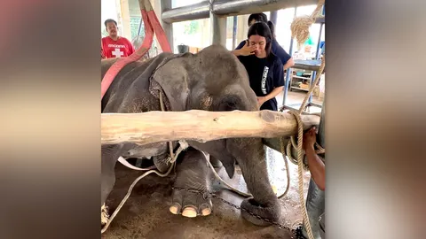 หมอโบว์ เผยเรื่องเศร้า "สีดอนำโชค" ช้างป่วยรอจนนาทีสุดท้าย ก่อนกลับดาวช้าง