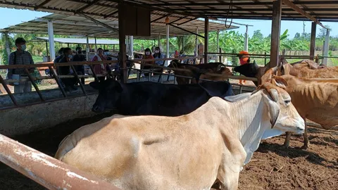 เกษตรโคราชเลี้ยงโคเนื้อแบบปราณีต อาชีพมั่นคง สร้างรายได้นับล้านต่อปี