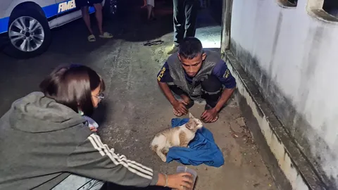 ไม่รู้มาจากไหน น้องแมวจร ขาติดรั้วบ้าน ร้องโวยวายไม่หยุด จนกู้ภัยต้องรีบมาช่วย