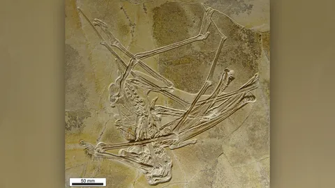 เทอโรซอร์สายพันธุ์ใหม่มีฟันมากกว่า 400 ซี่