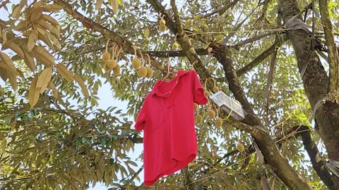 เจ้าของสวนทุเรียนที่ตราด ปิ๊งไอเดียแขวนเสื้อแดง ป้องกันกระแตกัดงวงทุเรียน (คลิป)