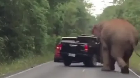 เตือนห้ามเข้าใกล้ "พลายโยโย่" ช้างป่าเขาใหญ่ หากินในโซนบริการ ป่วนช้างตัวอื่น