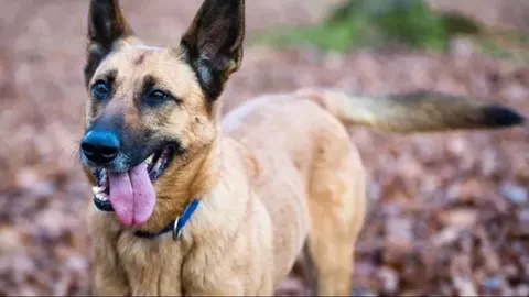 ผลวิจัยชี้ สุนัขสายพันธุ์ฉลาดที่สุดในโลกคือ เบลเยียมมาลินนัวส์