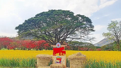 61 ปี อาชีพโคนมพระราชทาน จากศูนย์เรียนรู้สู่อีกหนึ่งอะเมซิ่ง