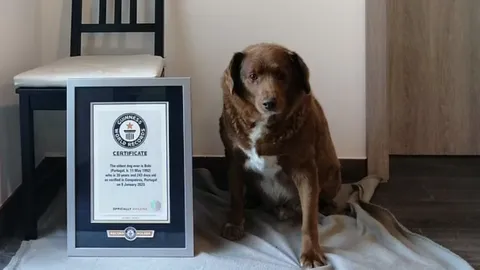 กินเนสส์เผยโฉม "โบบี้" สุนัขอายุยืนที่สุดในโลก อายุ 30 ปี 267 วัน (คลิป)