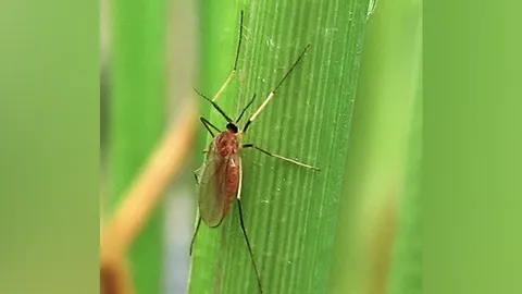 ชาวนาระวัง..แมลงบั่ว