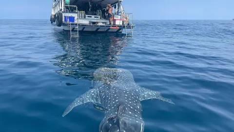 นทท.ตื่นตา "ฉลามวาฬ" 7 เมตร โผล่แหวกว่าย-อวดโฉม กลางทะเลระยอง (คลิป)