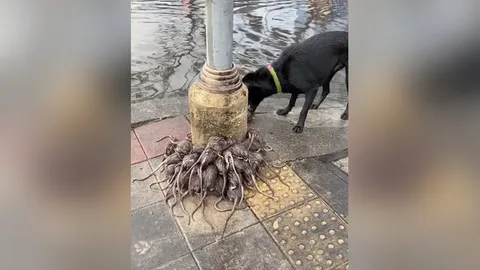 เห็นแล้วสะพรึง "กองทัพหนู" หนีน้ำรอการระบาย ขึ้นมาเกาะเสาย่านลาดพร้าว