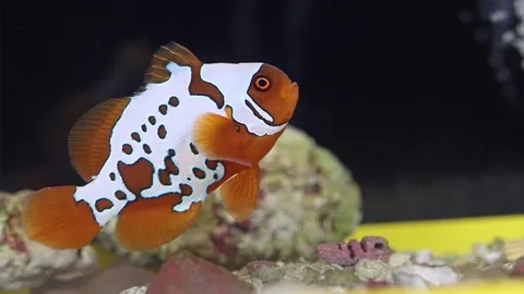 ปลาการ์ตูนโกลด์ ครอสทันเดอร์ กรมประมงซุ่มเพาะสายพันธุ์ใหม่