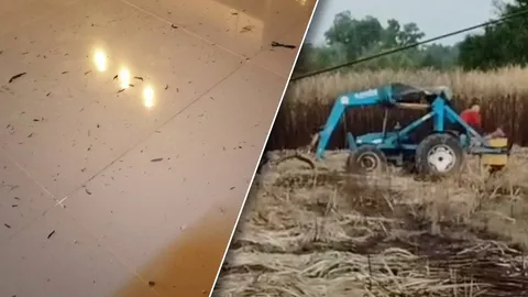 ชาวบ้านโพนทอง เดือดร้อนฝุ่นขี้เถ้าจากการเผาไร่อ้อย วอนภาครัฐแก้ไขจริงจัง