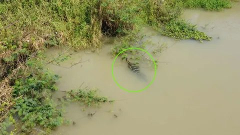 ชาวบ้านแจ้งพบจระเข้ 2 เมตร ว่ายในคลอง จนท. ไปตรวจเจอ "จระเห้"