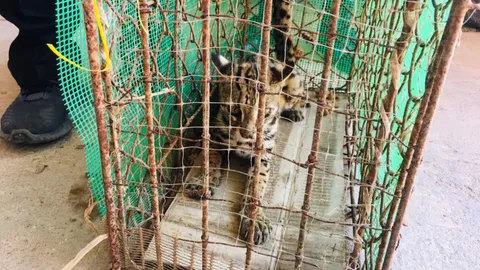 ช่วย "แมวดาว" พลัดหลงเข้าหมู่บ้าน สภาพผอมโซ เห็บเกาะเต็มตัว