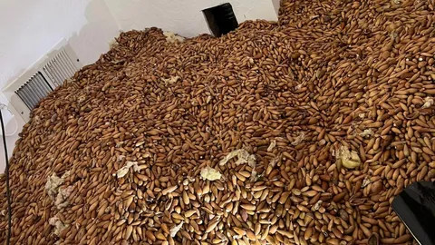 พนักงานกำจัดแมลงตะลึง พบลูกโอ๊กกว่า 300 กก.ซุกในฝาบ้านที่สหรัฐฯ (คลิป)