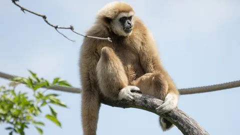 คิดมา 2 ปี สวนสัตว์ญี่ปุ่นรู้แล้ว สาเหตุชะนีตั้งท้องทั้งที่อยู่ในกรงตัวเดียว