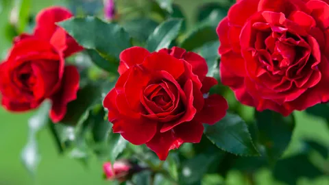 รวมคำทำนาย "ฝันเห็นดอกไม้" แต่ละชนิด สื่อถึงอะไรได้บ้าง?