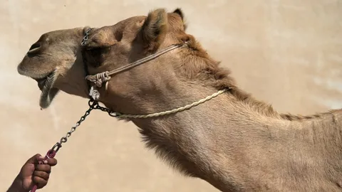 สุดสลด หนุ่มใหญ่รัสเซียต่อยหน้าอูฐ ถูกอูฐโต้กลับ ทั้งกัดและกระทืบจนตาย