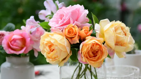 เปิดความหมายดอกกุหลาบแต่ละสี หมายถึงอะไรได้บ้าง 