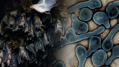 โลกระส่ำ ไวรัสมาร์เบิร์ก กลับมาระบาดอีก อัตราการตายสูง มากกว่าโควิด (คลิป)