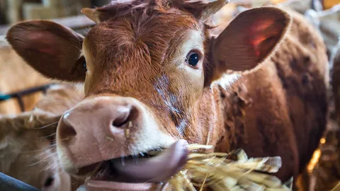 ชาวบ้านหัวนา ต.หนองแก ประจวบคีรีขันธ์ ร้องทุกข์ถึงความเดือดร้อนจากฝูงวัว