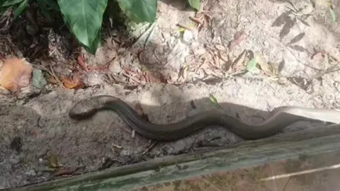 จงอางยาว 4 เมตร ไม่ดุร้าย เลื้อยโชว์ตัวร้านอาหาร เชื่องูเจ้าที่ (คลิป)