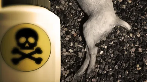 สุดสงสาร ชาวบ้านระยอง ร้องวางยาเบื่อ 4 ลูกสุนัข อ้างไร้หลักฐาน คดีไม่คืบ (คลิป) 