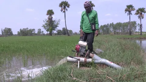ชาวนาที่พิมายทำนาปรังนอกเขตชลประทาน เหตุปี 65 โดนน้ำท่วม ข้าวไม่พอกินพอขาย