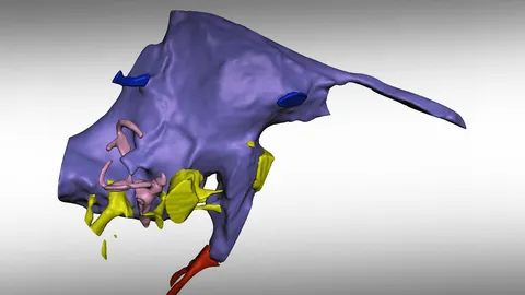 ศึกษาสมองสไปโนซอรัสที่เก่าแก่ที่สุด