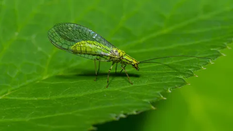 ฟอสซิลแมลงโบราณชนิดใหม่ ในมองโกเลีย
