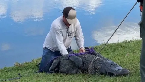 นาทีสะพรึง จระเข้พุ่งจู่โจม ก่อนลากคุณยายลงไปในบึง ดับสลดที่สหรัฐฯ