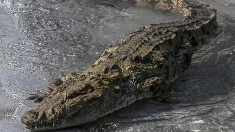 เจออีกแล้ว จระเข้โจมตีคนในออสเตรเลีย เคราะห์ดีเหยื่อสู้ยิบตารอดหวุดหวิด