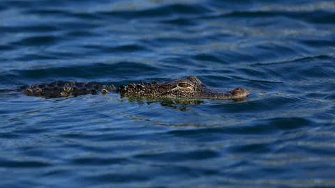 คลิปใหม่ เผยนาทีช็อก จระเข้ว่ายสุดนิ่ง 33 ม. พุ่งปลิดชีพ ลากยายลงบึงในสหรัฐฯ